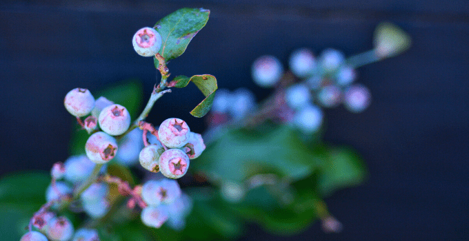 喜酸室内植物:蓝莓植物188金宝慱亚洲体育