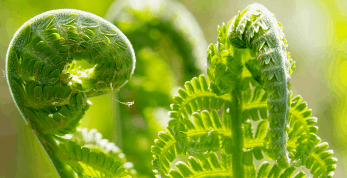 喜酸的室内植物:马蹄莲188金宝慱亚洲体育