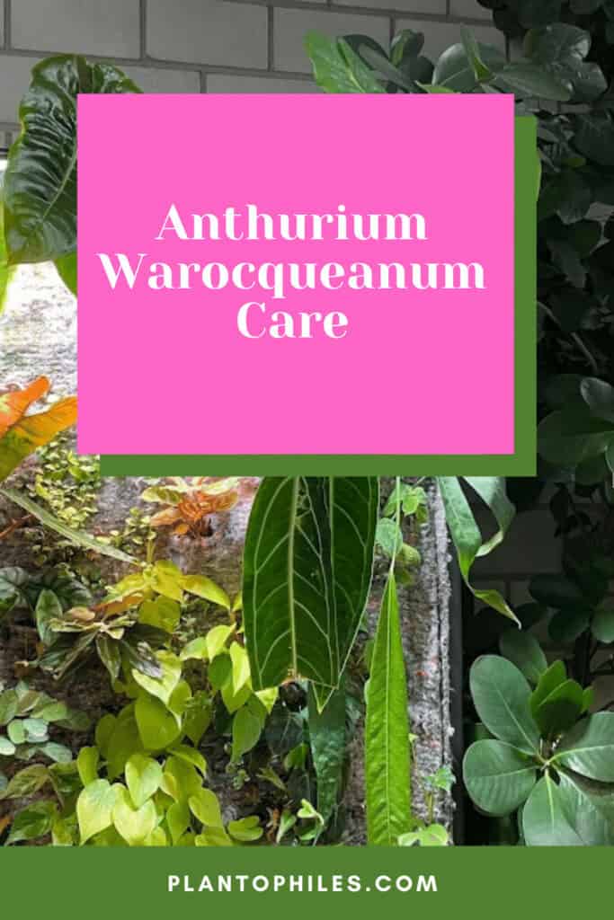 Anthurium Warocqueanum Care