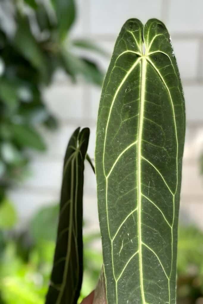 Anthurium warocqueanum can grow leaves with a length of 6.6 feet (2 meters)