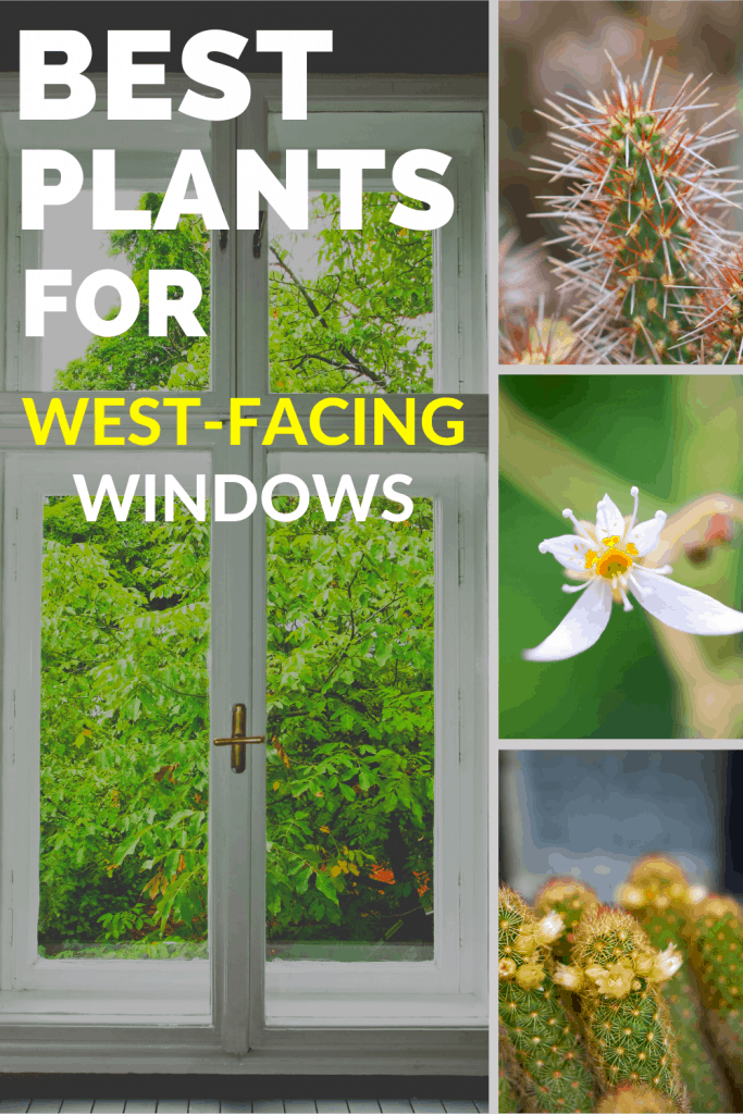 Best Plants For West-Facing Windows