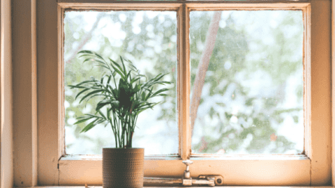 14 Best Plants for West-Facing Windows