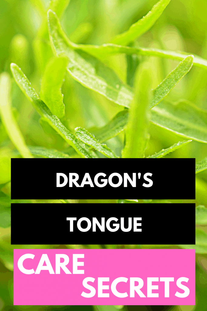 Dragon's Tongue Care
