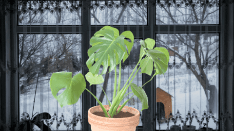 How Cold is too Cold for Houseplants? Here’s the Answer!