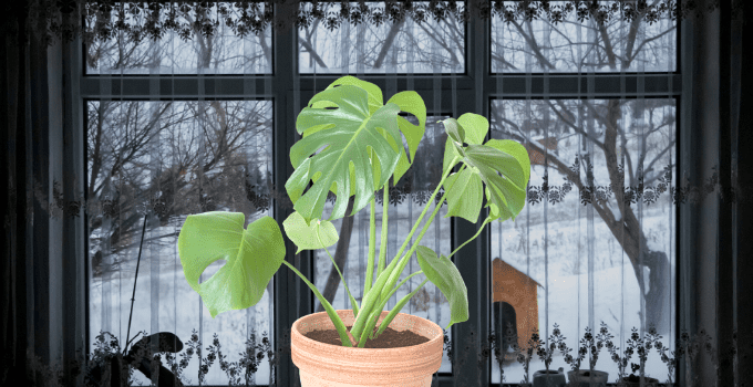 How Cold is too Cold for Houseplants? Here’s the Answer!