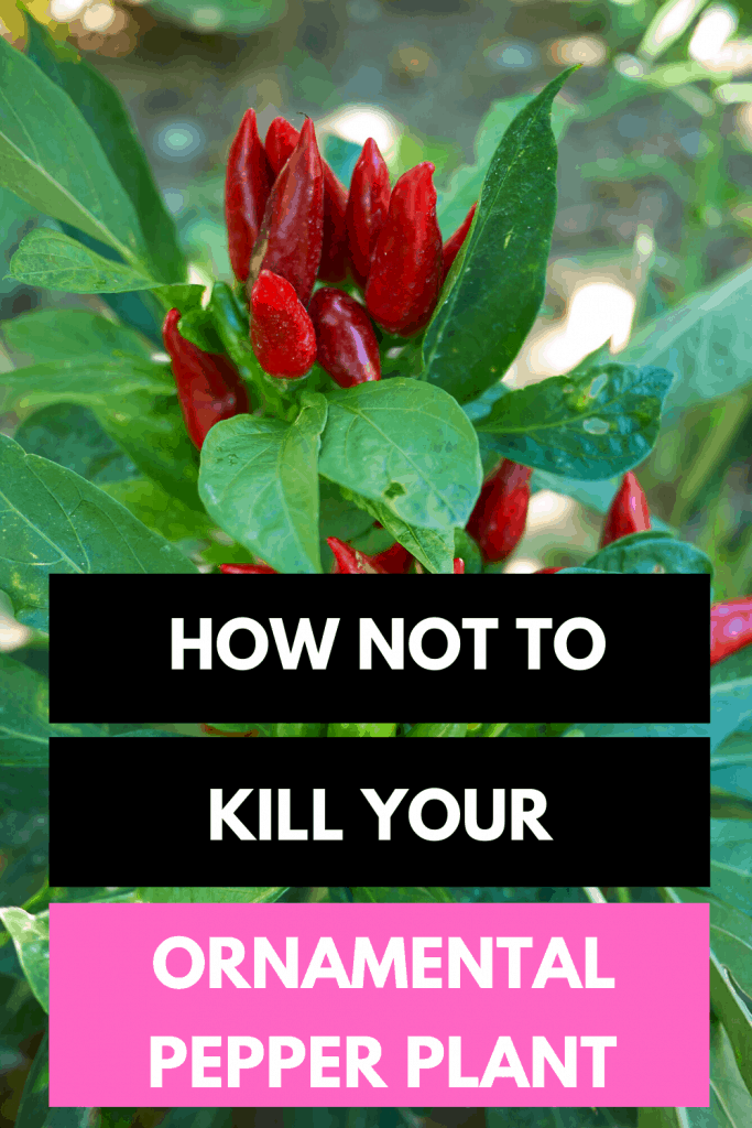 如何不杀死你的观赏辣椒植物