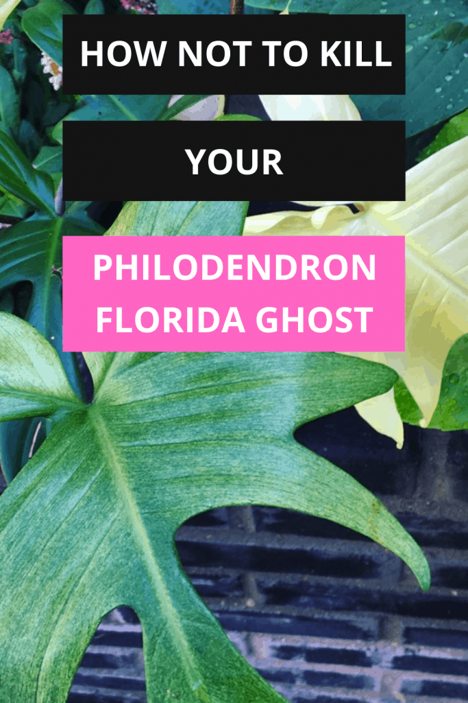 佛罗里达Philodendron幽灵#1护理指南