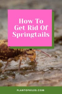 How To Get Rid Of Springtails