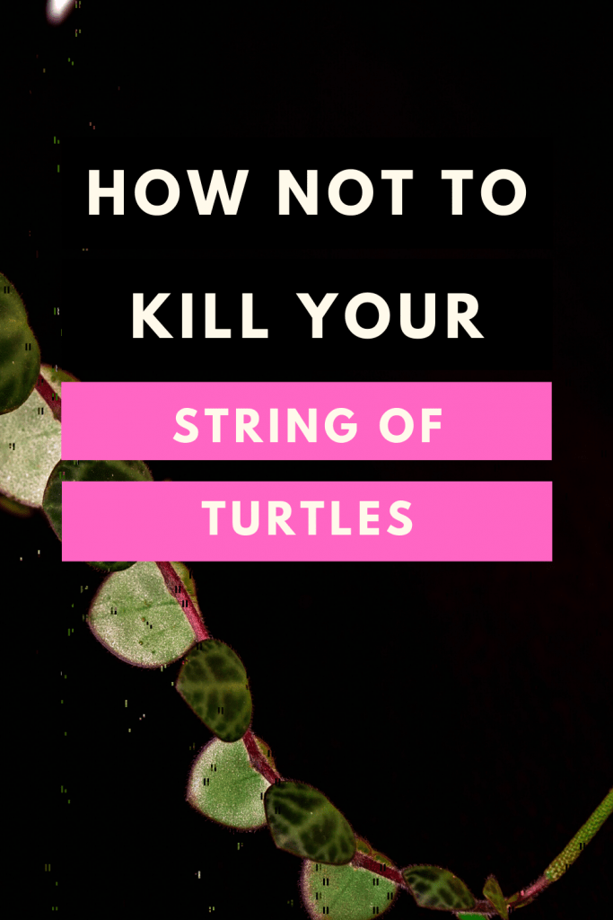 How not to kill your String of Turtles