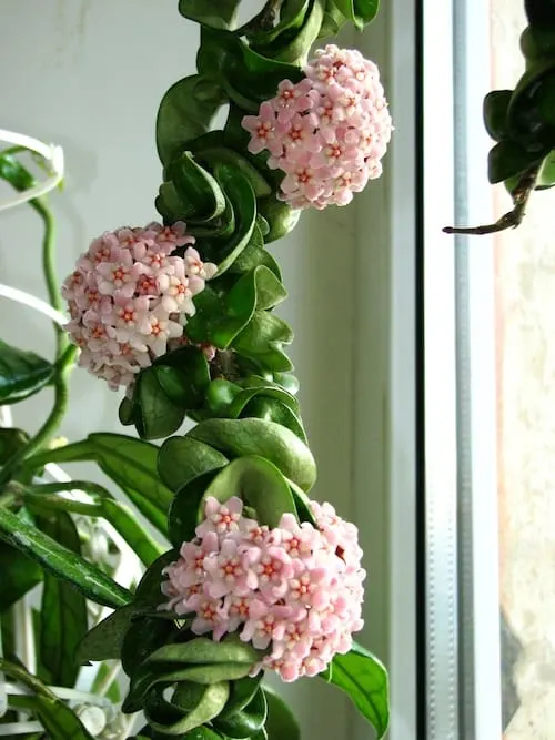 10 Best Hoya carnosa Compacta Care Tips - A Growing Guide 2