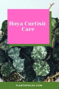 Hoya curtisii care