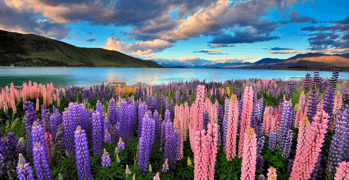 新西兰特卡波湖附近美丽的羽扇豆植物188金宝慱亚洲体育。
