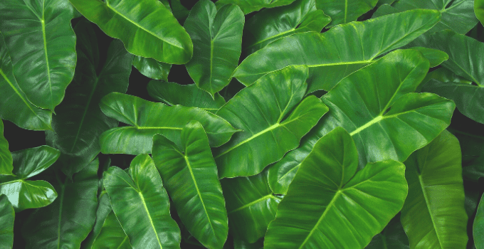 Philodendron Burle Marx - #1最佳护理技巧