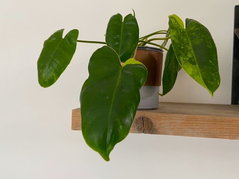 Philodendron Burle Marx Variegated Updated