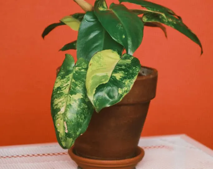 Philodendron Burle Marx is a vigorous grower and heavy feeder