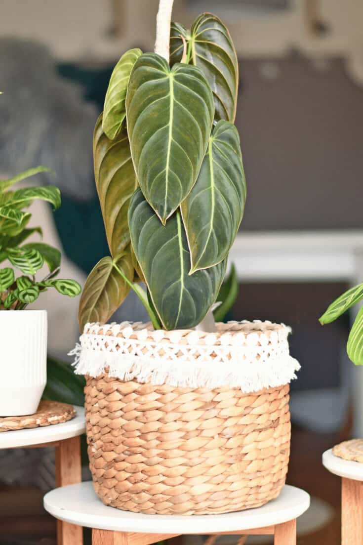 Philodendron melanochrysum can be propagated using stem cuttings or through air layering