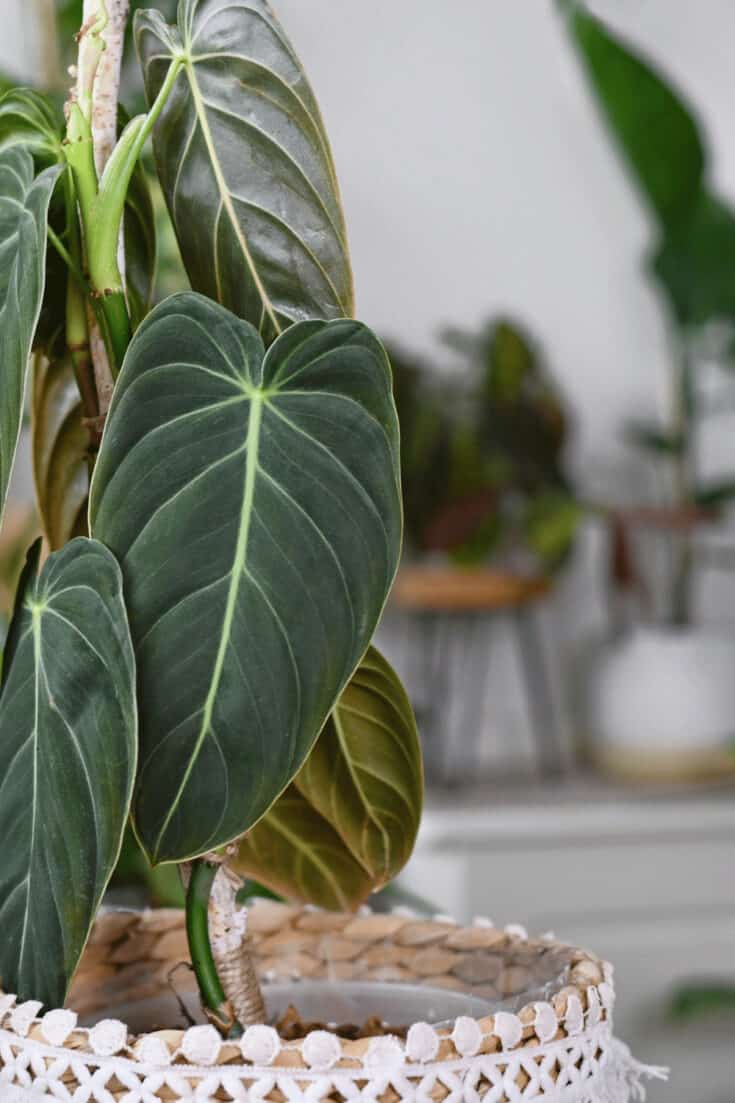 Philodendron melanochrysum prefers high humidity above 60%