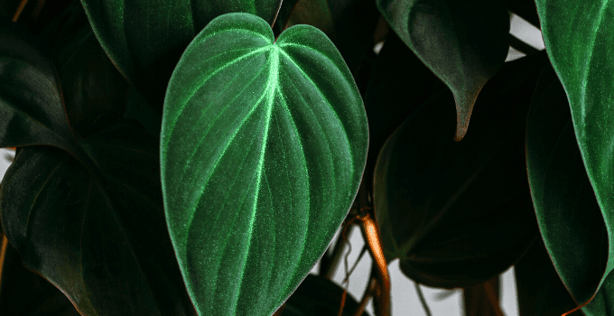 Philodendron Micans Plant Care