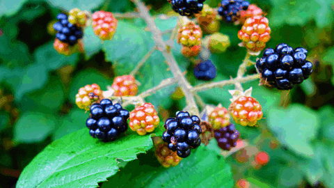 黑莓(Rubus fruticosus)最佳植物护理Hacks