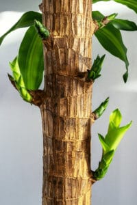 块状甘蔗植株可以通过茎(甘蔗)切割或枝条进行繁殖