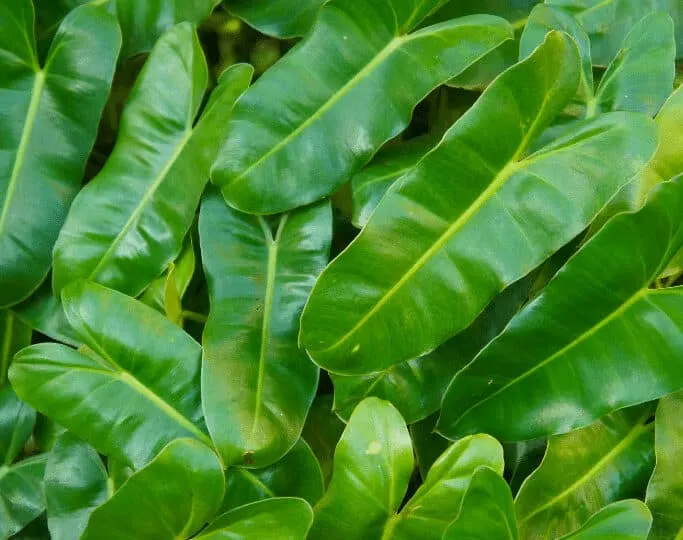 The elongated leaves of Philodendron Burle Marx with their bunny eared lobes