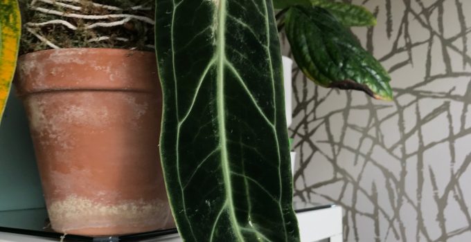 Anthurium Warocqueanum Care – #1 Best Tips