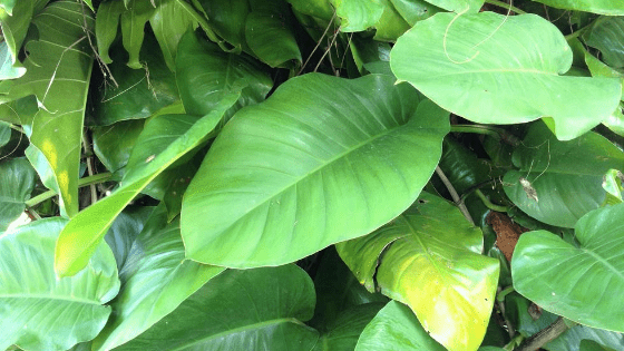 Philodendron Giganteum #1 Care Instructions