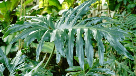 Stunning Philodendron Mayoi Leaf