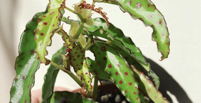 Begonia Amphioxus In-Depth Care Hacks