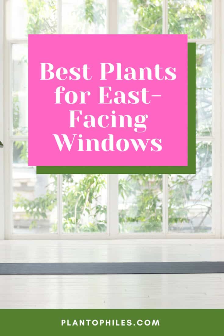 Best Plants for East-Facing Windows