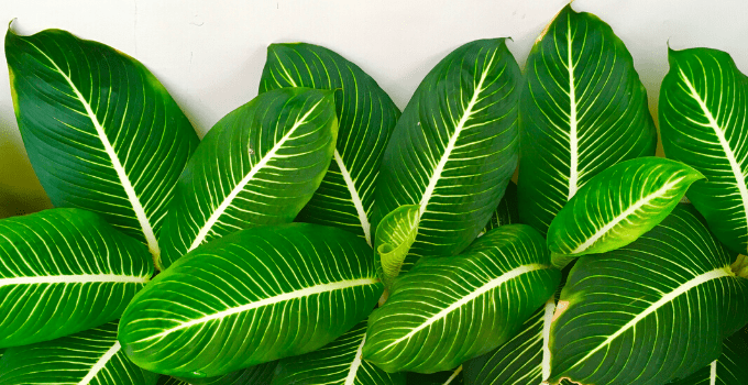 Dieffenbachia Dumb Cane is Perfect for East-Facing Windows