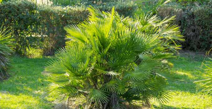 East-facing window plants European fan palm
