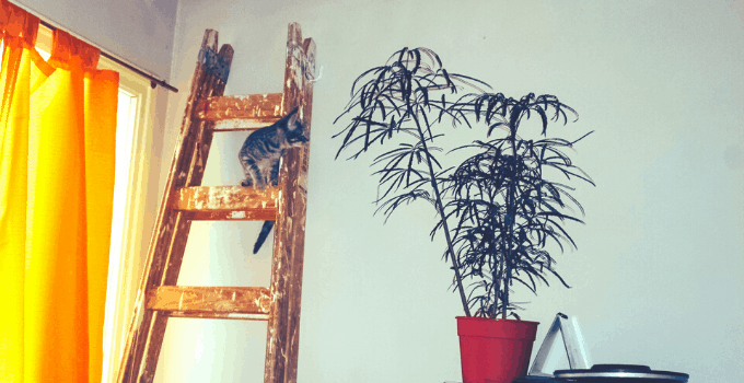 假阿莱利亚(Schefflera elegantisima)