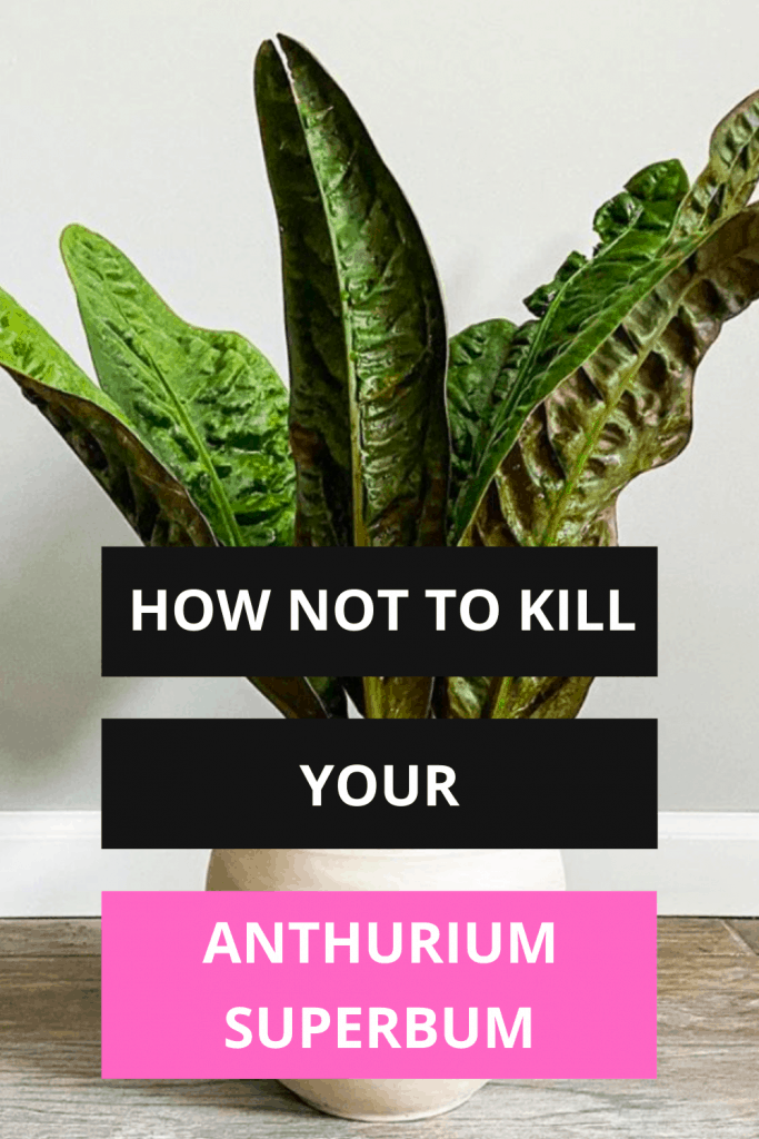 Anthurium Superbum #1 Superb Plant Care Guide 1