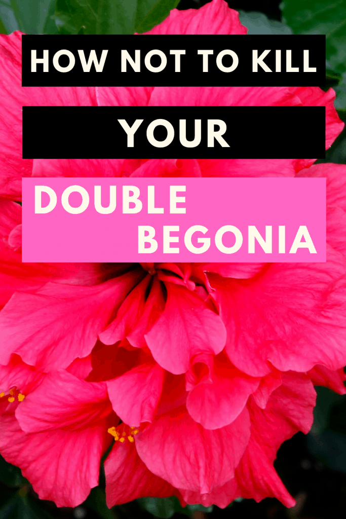 Double Begonia Care