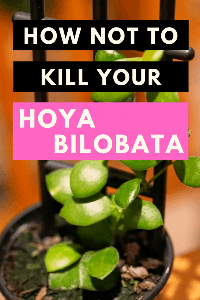 How Not To Kill Your Hoya Bilobata