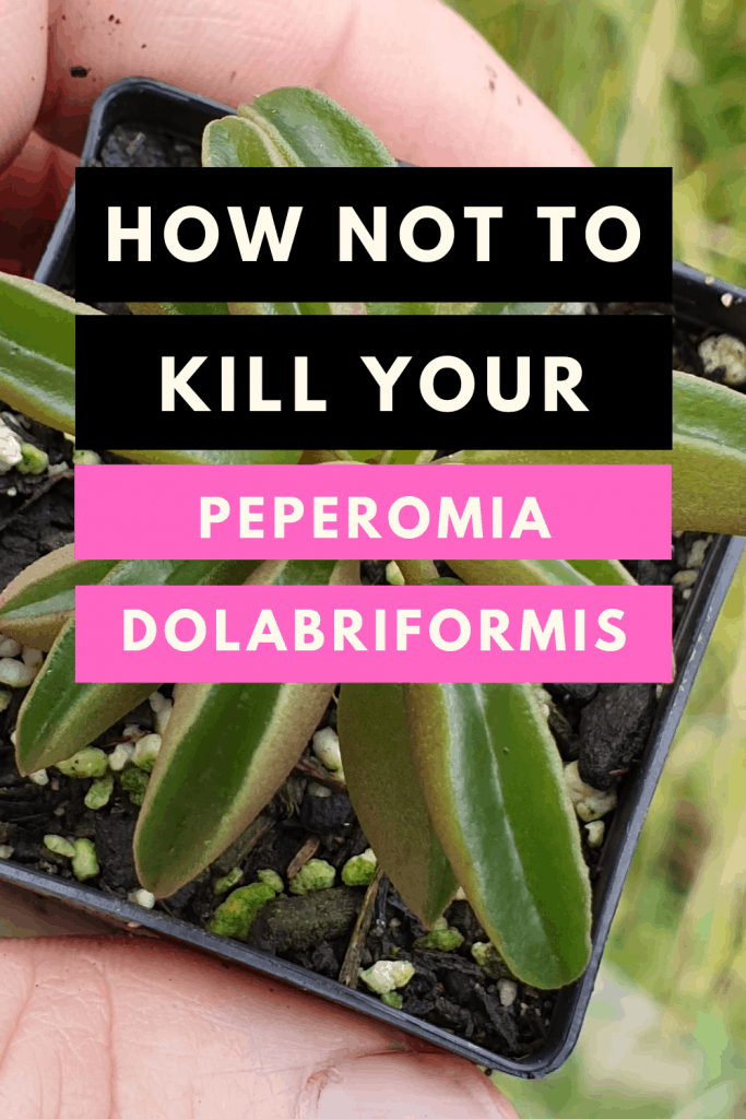 How not to kill your Peperomia Dolabriformis