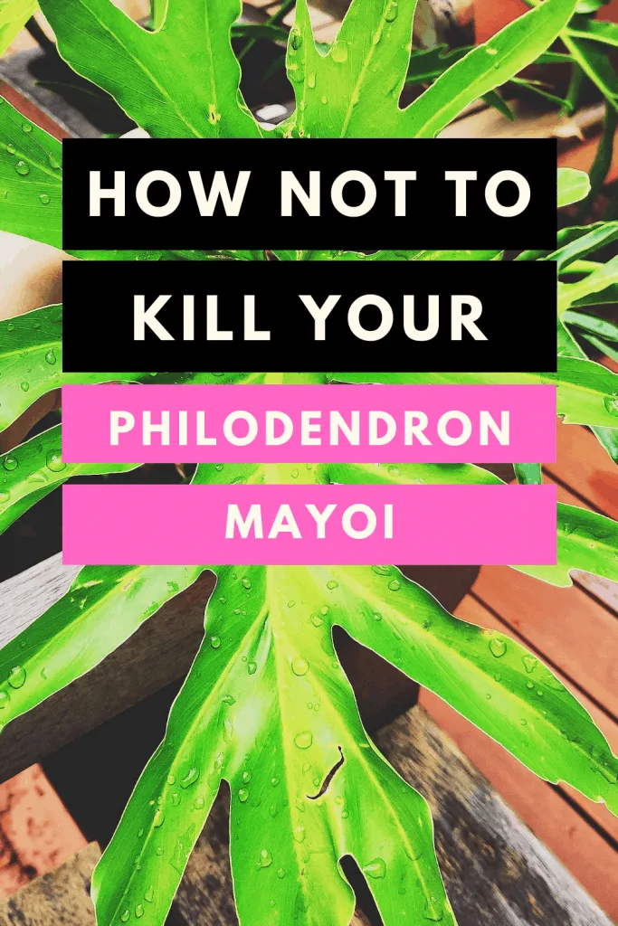 How not to kill your Philodendron Mayoi