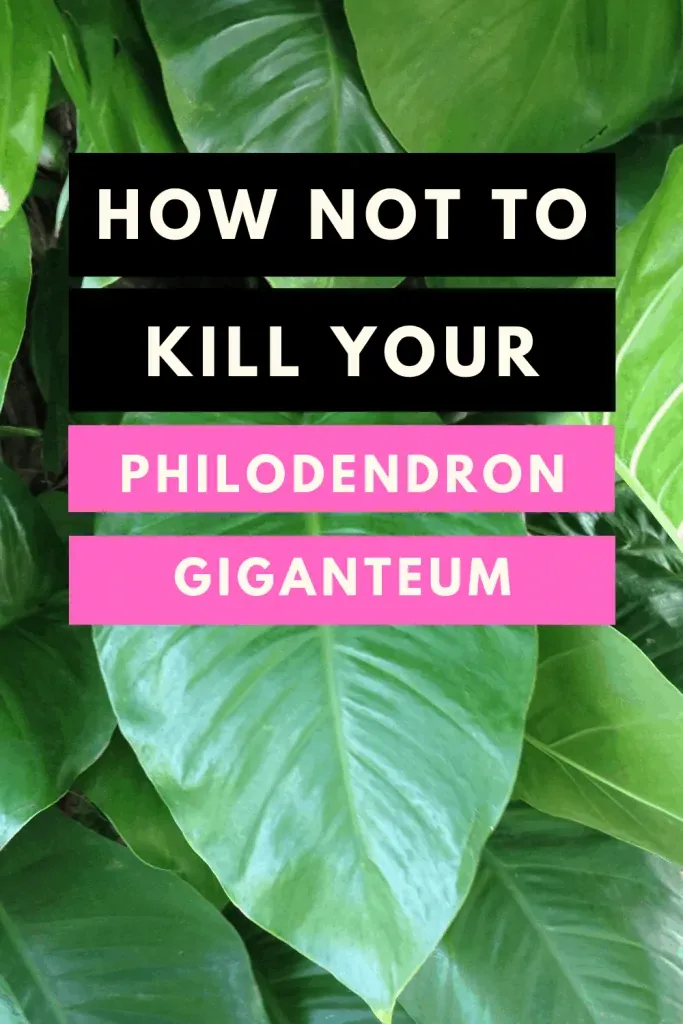 How not to kill your Philodendron giganteum