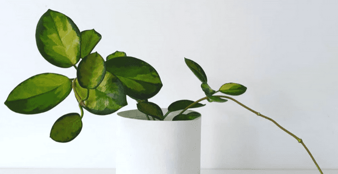 Hoya Australis植物护理