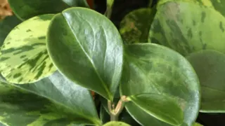 Peperomia Scandens护理