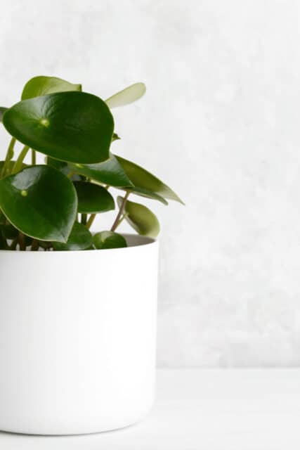 Peperomia Polybotrya Care - #1 Best Guide