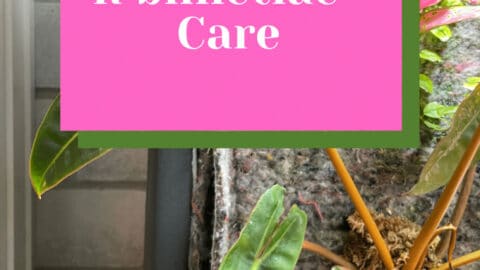 Philodendron Billietiae Care – #1 Step By Step Tutorial