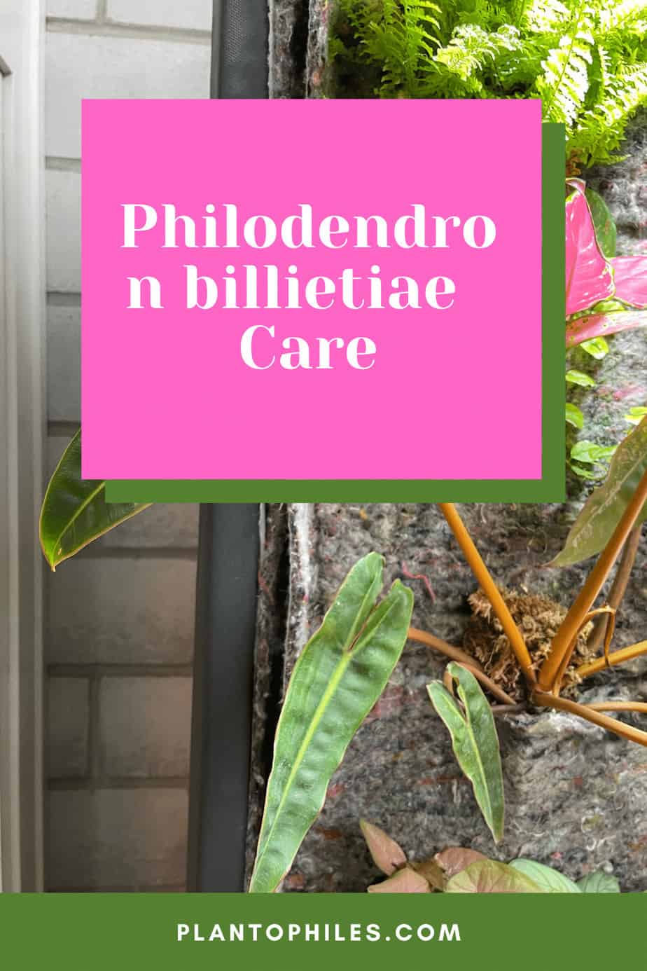 Philodendron Billietiae Care