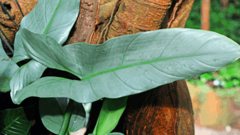 Silver Sword Philodendron – #1 Care Guide