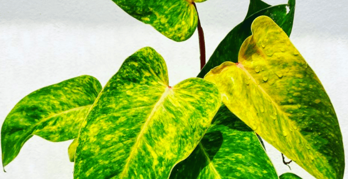 Philodendron Painted Lady – #1 Best Care Tips