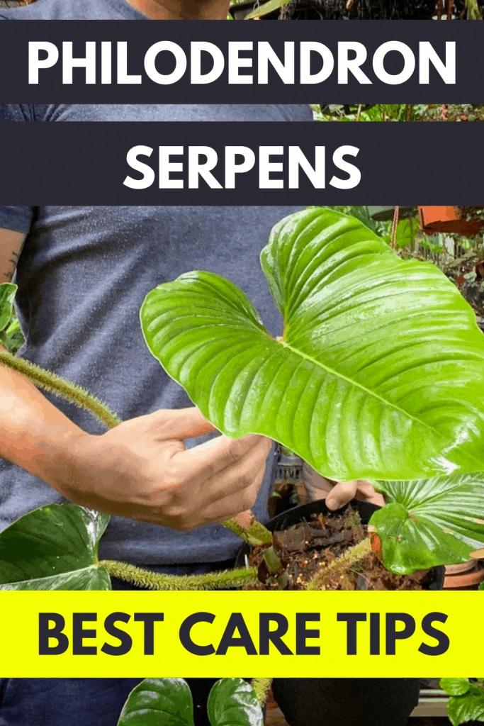 Philodendron Serpens Care -权威指南