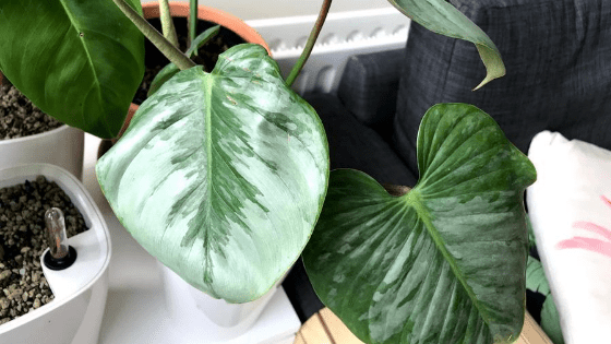 Philodendron Sodiroi Care – What you didn’t know!