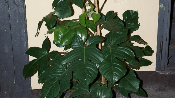 Philodendron Squamiferum Care – How to Rock it!