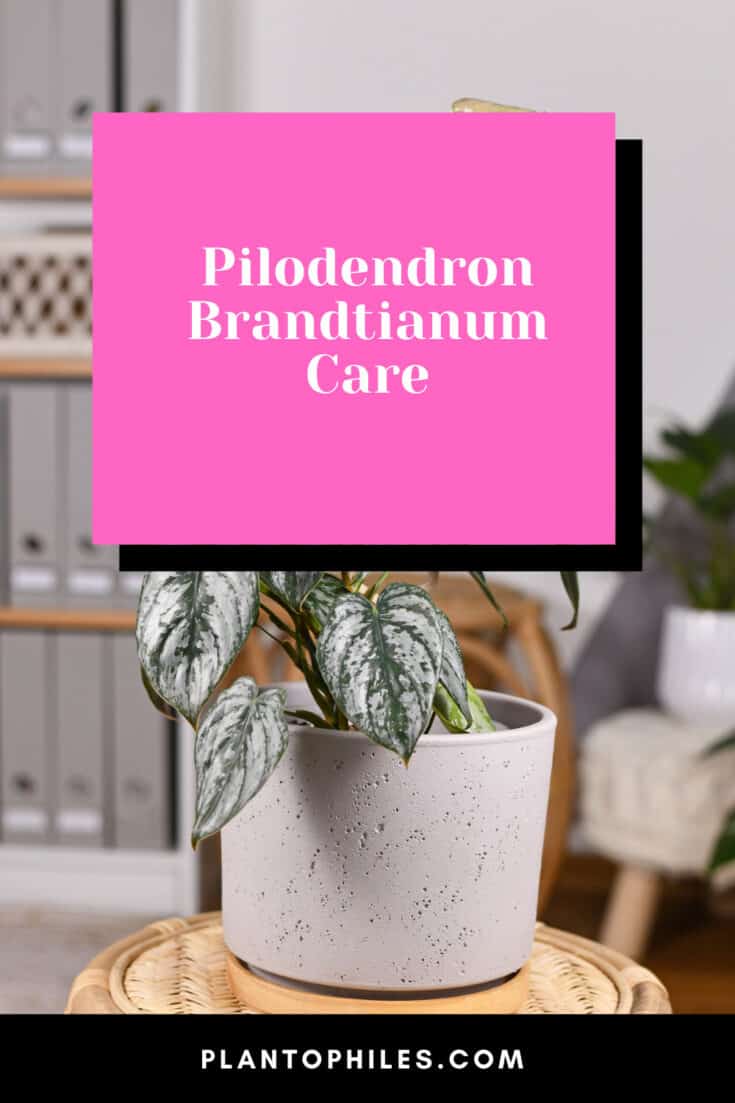 Pilodendron Brandtianum Care